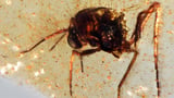 Scientists unearth a 112-million-year-old time capsule filled with ancient insects