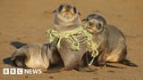From seabirds to sea turtles: the fatal toll of plastic revealed