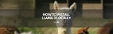 How to install Llama 3 Locally - Dr. Walid Soula - Medium