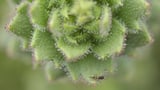 Scientists identify an insect-eating plant, proving Charles Darwin right after 150 years