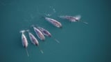New research discovers the twisty secret behind the narwhal's unusually straight tusk