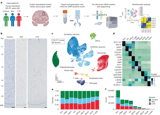 Repeated head trauma causes neuron loss and inflammation in young athletes