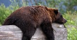 Single gene responsible for hibernation in mammals, study finds