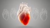 Landmark heart atlas reveals two-phase collapse of the failing right