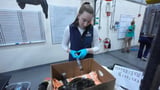 Global warming fills New England's rich waters with death traps for endangered sea turtles