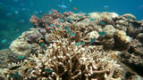 'Summer from hell' sparks reef coral bleaching fears
