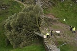 Sycamore Gap tree: Two men charged over felling of famous tree at Hadrian’s wall
