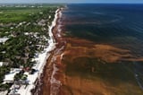 Seaweed smothers coastlines from the Caribbean to Mexico | AP News