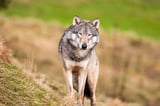 Scientists want to release 160 wolves in Scotland to help UK hit net zero target
