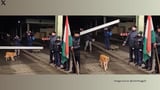 Stray dog becomes first to cross border as Bulgaria and Romania join Schengen Area: ‘Shall be named King of Romania’