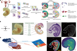 Spatial multi-omic atlas profiles early organogenesis of a Carnegie stage 12 human embryo