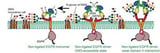 Secret sugar pairings curb abnormal cell-growth signals
