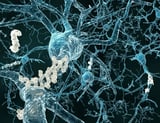 SuperAgers retain exceptional memory through mechanisms beyond genetics