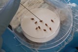 Bedbug infestations are increasing - and the pests thrive this time of year