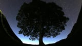 Britain's famous Sycamore Gap tree is gone. 2 men accused of cutting it down are going on trial