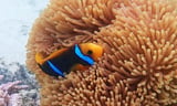 Divers find a new clownfish species living inside poisonous tentacles of a sea anemone