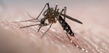 Google wants to release 16 million sterile mozzies. Our Australian tests offer a valuable lesson