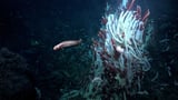 Animals found living underground near deep-sea hydrothermal vents