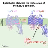 Small protein, big impact: Insights into how bacteria stabilize a key outer membrane complex