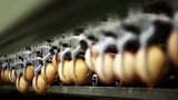 Australia’s biggest egg supplier, 11 others accused of cartel conduct