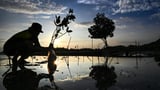 Half of mangrove ecosystems at risk: conservationists