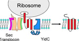 Bacterial Protein Insertion Explained