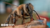 Scientists make 'superfood' that could save honeybees