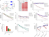 Unravelling cysteine-deficiency-associated rapid weight loss