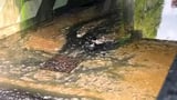 Alton Towers forced to shut new ride on opening day as sewage leaks from broken pipe...