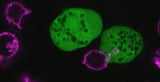 This parasite rips apart human cells and wears them as disguises