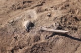 Livestock played a role in prehistoric plague infections, genomic study finds