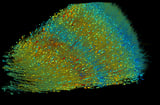 Scientists Imaged and Mapped a Tiny Piece of Human Brain. Here's What They Found
