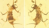 Evolution-defying ancient beetle unchanged for 100 million years