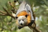 Record-Breaking Number of Flying Foxes Die in Mass Mortality Event Triggered by Heat Wave in Australia
