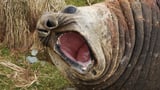 Australia on alert as deadly H5 bird flu suspected on sub-Antarctic island