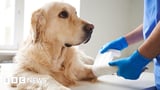 Warning pet owners could be overpaying for medicine