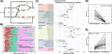 Phage diversity mirrors bacterial strain diversity in the honey bee gut microbiota