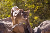 Man dead, brother injured after mountain lion attack in California