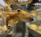 These Male Octopuses Use Venom to Subdue Female Mates—and Avoid Being Eaten After Sex