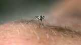 Unusual mosquito-borne chikungunya virus case reported in US