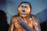 Early hominin had human-like dexterity and gorilla strength