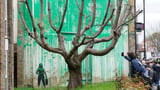 A new Banksy mural sprouts beside a cropped tree in London. Many see an environmental message
