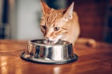 What to know about protecting your cat from bird flu