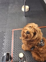 Smell of human stress can affect dogs' emotions, leading them to make more pessimistic choices