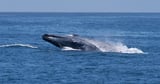 Consultation to consider extending ban on destructive bottom trawling fishing