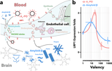 Rapid amyloid-β clearance and cognitive recovery through multivalent modulation of blood–brain barrier transport