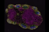 Creating the next generation of mRNA vaccines: Study shows potential for lower-doses, longer-lasting protection