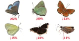 See How Butterfly Numbers Are Dropping Near You