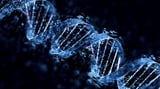 AI Designed DNA Sequences Modulate Cell Differentiation for Gene Therapy Applications