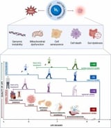 MOLECULARss HYDROGEN THERAPY: A “DEMOCRATIC” EMERGING STRATEGY AGAINST AGING AND AGE-RELATED DISEASES
